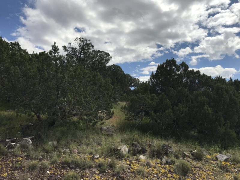 Available Land Show Low Pines in Show Low AZ